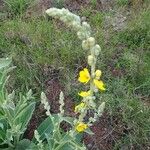 Verbascum sinaiticum Flower