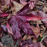 Liquidambar formosana Leaf