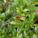 Paxistima myrsinites Fruit