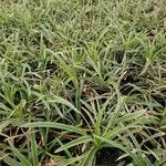 Carex morrowiiFolha