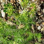 Asperula glomerata Lapas