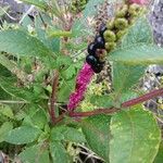 Phytolacca bogotensis Кора