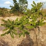 Machaerium opacum Leaf