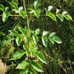Angelica atropurpurea Hoja