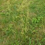 Rumex abyssinicus Leaf