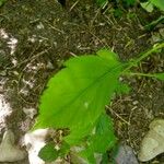 Solidago flexicaulis Blad