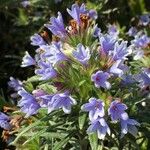 Lithodora zahnii Flor