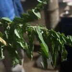 Indigofera suffruticosa Leaf