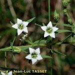 Thesium pyrenaicum Flower