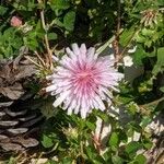 Crepis rubra Flor