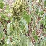 Amaranthus retroflexusFolha