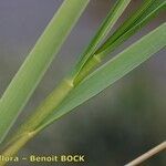 Spartina maritima Leaf