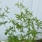 Galium aparineBlatt