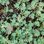 Sedum hispanicum Habit