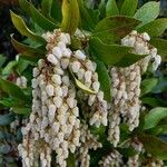 Pieris japonica ᱮᱴᱟᱜ