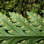 Lastreopsis vieillardii Leaf