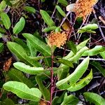 Malosma laurina