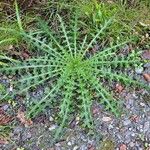 Cirsium palustreLevél