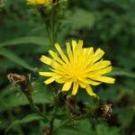 Crepis pyrenaica Blüte