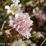 Armeria multiceps Kvet