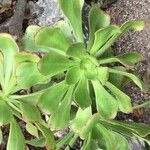 Aeonium nobile Leaf