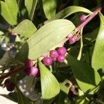 Myoporum laetum Fruit