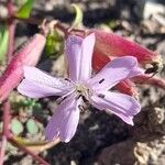 Saponaria sicula Floare