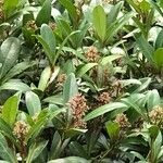 Skimmia japonicaHoja