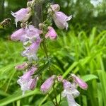 Penstemon canescens 花