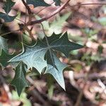 Berberis trifoliolata Folha