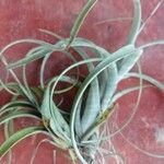 Tillandsia paucifolia Frunză