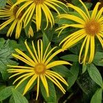 Inula helenium Цветок