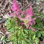 Astilbe japonica Floro