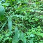 Lilium canadense Leaf