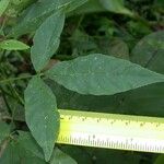 Cleoserrata serrata Yaprak