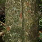 Pradosia ptychandra Bark