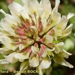 Trifolium occidentale Blomma