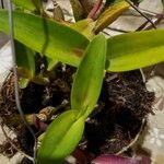 Cattleya intermedia Blad