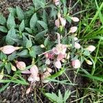 Fuchsia spp. Flor