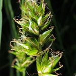 Carex leersii Цветок