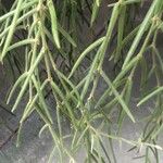 Hoya linearis Blad