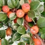 Cotoneaster horizontalis Frukt