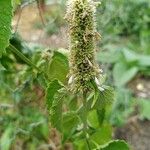 Agastache rugosa Fula