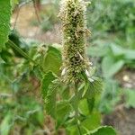 Agastache rugosa Blomst