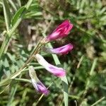 Vicia monantha Flower