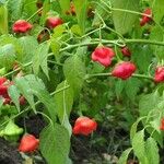 Capsicum baccatum Plod