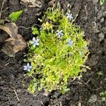 Lobelia pedunculataFlower