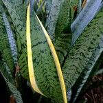 Sansevieria trifasciata পাতা