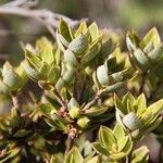 Styphelia longistylis Hedelmä