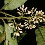 Ardisia guianensis Flower